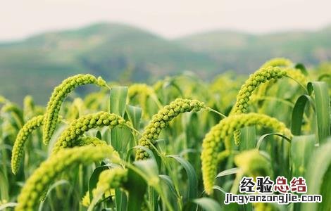 谷子的種植技術 谷子的種植技術与管理