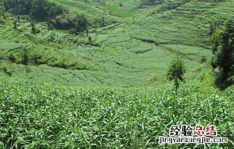 薏米田间管理技术 薏米田间管理技术规程