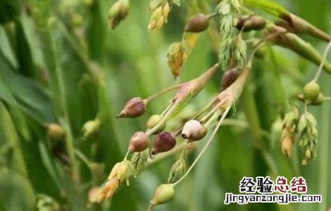 薏米田间管理技术 薏米田间管理技术规程