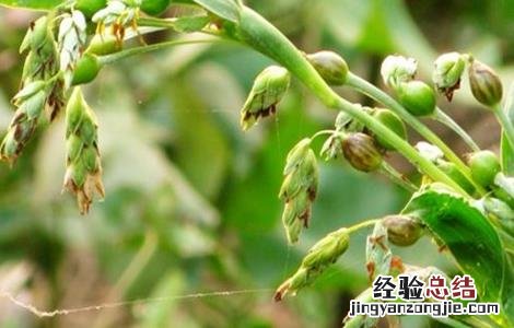 薏米田间管理技术 薏米田间管理技术规程