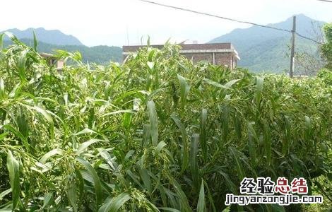 薏米田间管理技术 薏米田间管理技术规程