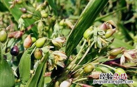 薏米田间管理技术 薏米田间管理技术规程