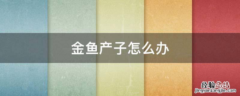 金鱼生下宝宝咋办 金鱼产子怎么办