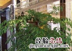 幸福树掉叶子怎么办小妙招 幸福树掉叶子怎么办