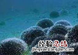 海胆怎么吃图解 海胆吃法和做法大全