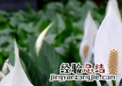 白鹤芋图片好养吗 白鹤芋图片