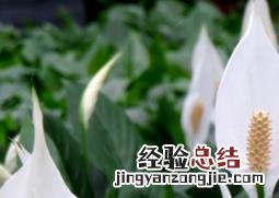 白鹤芋图片好养吗 白鹤芋图片