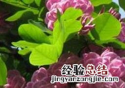 香花槐怎么养殖 香花槐种植方法