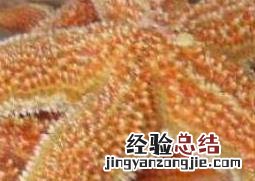 干海星的功效与作用及食用方法 干海星的功效与作用
