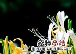 金银花的采摘时间和方法 金银花采摘时间及采摘方法