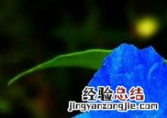 月姑草图片欣赏 月姑草图片