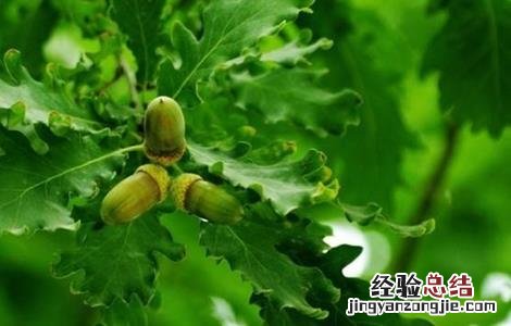 怎样种植橡子树 怎样种植橡子