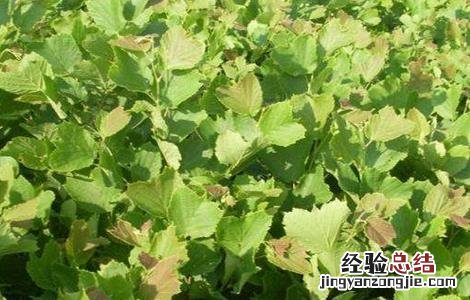 怎样种植橡子树 怎样种植橡子