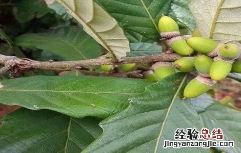 怎样种植橡子树 怎样种植橡子