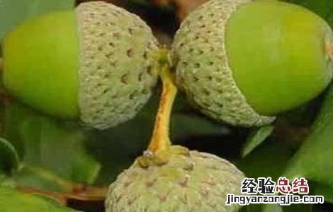 怎样种植橡子树 怎样种植橡子