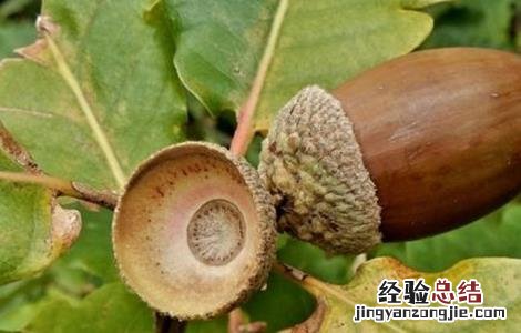 怎样种植橡子树 怎样种植橡子