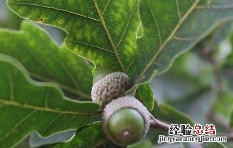 怎样种植橡子树 怎样种植橡子