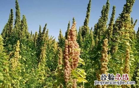 藜麦的种植条件 藜麦的种植条件是什么