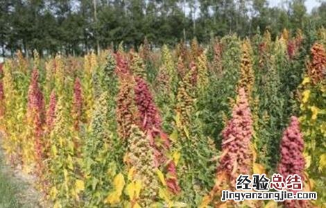 藜麦的种植条件 藜麦的种植条件是什么