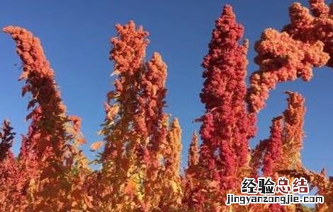 藜麦的种植条件 藜麦的种植条件是什么