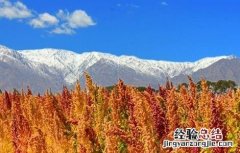 藜麦的种植条件 藜麦的种植条件是什么