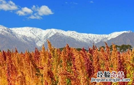 藜麦的种植条件 藜麦的种植条件是什么