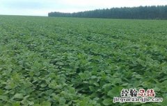 赤小豆的种植方法 赤小豆的种植方法视频