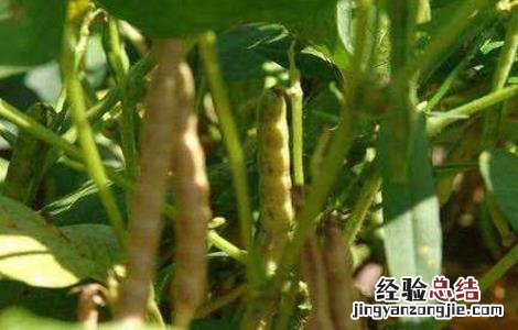赤小豆的种植方法 赤小豆的种植方法视频