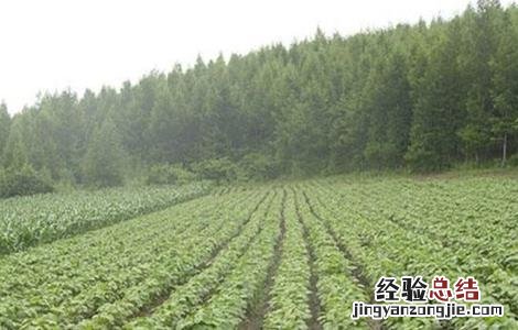赤小豆的种植方法 赤小豆的种植方法视频