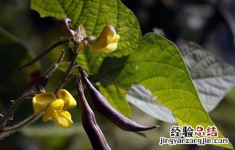 赤小豆的种植方法 赤小豆的种植方法视频