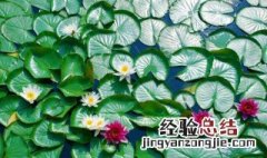 睡莲怎样能开花 睡莲怎么养开的好