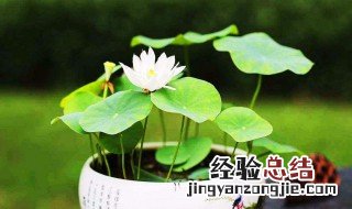 怎么在缸里面种荷花树 怎么在缸里面种荷花