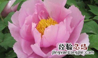 新鲜牡丹花怎么养 新鲜牡丹花怎么养活