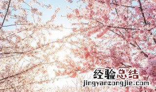 樱花开了优美句子 樱花开了优美经典短句句子