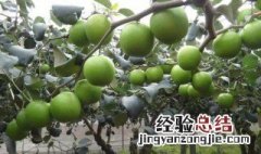 青枣的营养价值? 青枣的营养价值及功效与作用