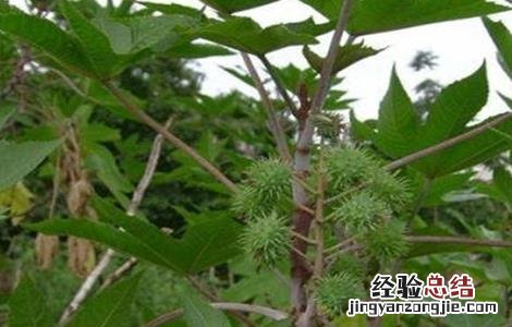 蓖麻的栽培技术 蓖麻的栽培技术与管理