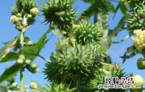 蓖麻的栽培技术 蓖麻的栽培技术与管理