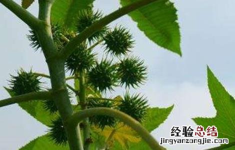 蓖麻的栽培技术 蓖麻的栽培技术与管理