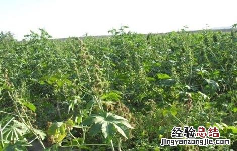 蓖麻的栽培技术 蓖麻的栽培技术与管理
