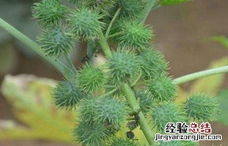 蓖麻的栽培技术 蓖麻的栽培技术与管理