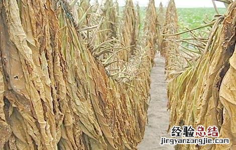 烟草的种植方法 烟草的种植方法有哪些