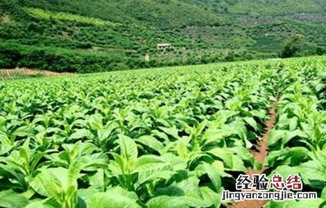 烟草的种植方法 烟草的种植方法有哪些