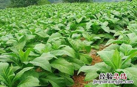 烟草的种植方法 烟草的种植方法有哪些