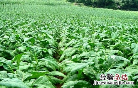 烟草的种植方法 烟草的种植方法有哪些