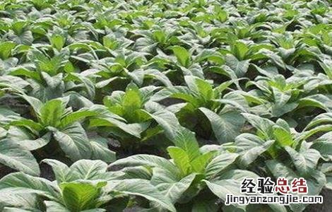 烟草的种植方法 烟草的种植方法有哪些