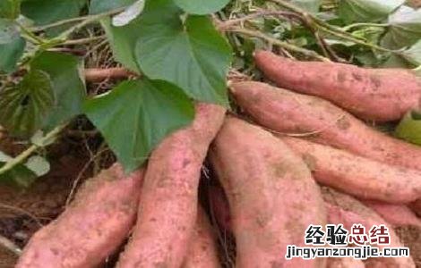 红薯的种植技巧 红薯的种植技巧与方法