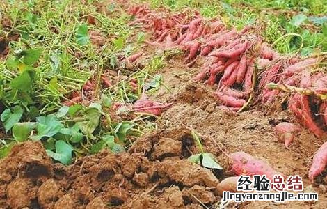 红薯的种植技巧 红薯的种植技巧与方法