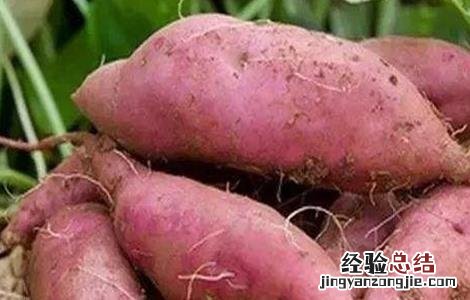 红薯的种植技巧 红薯的种植技巧与方法