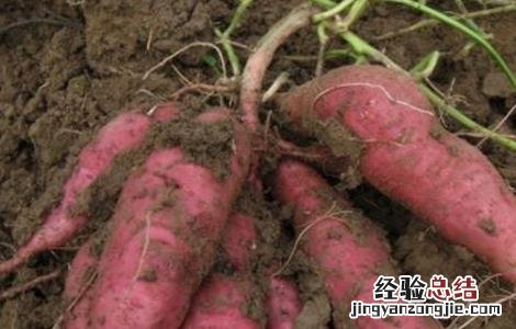 红薯的种植技巧 红薯的种植技巧与方法