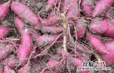 红薯的种植技巧 红薯的种植技巧与方法